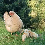 Arambha Ecovillage Farmstay